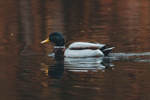 Free A mallard duck peacefully floats on a reflective river surface, displaying its vibrant plumage. Stock Photo
