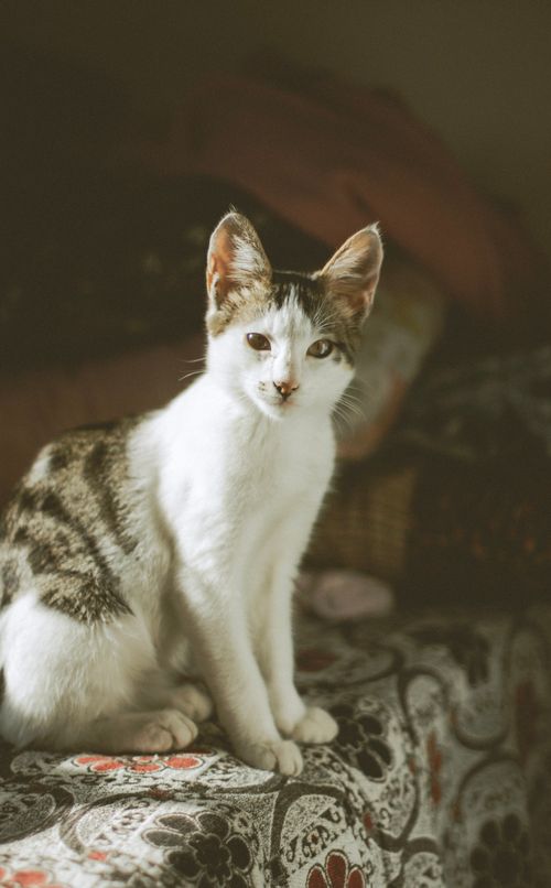 Free A cute tabby cat sits gracefully on a floral-patterned quilt indoors, enjoying soft light. Stock Photo