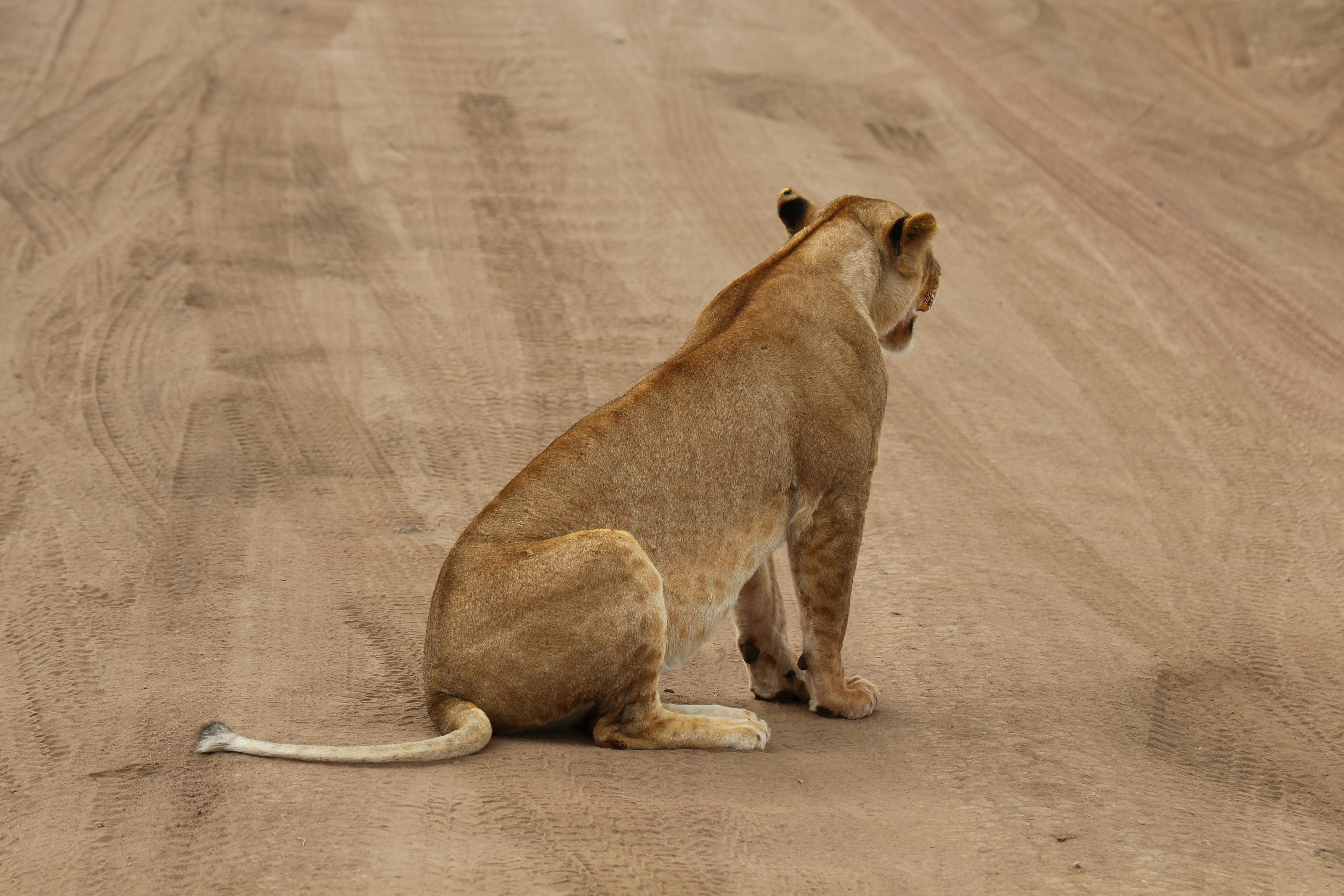 Cat Looking In Mirror As Lion Photos, Download The BEST Free Cat