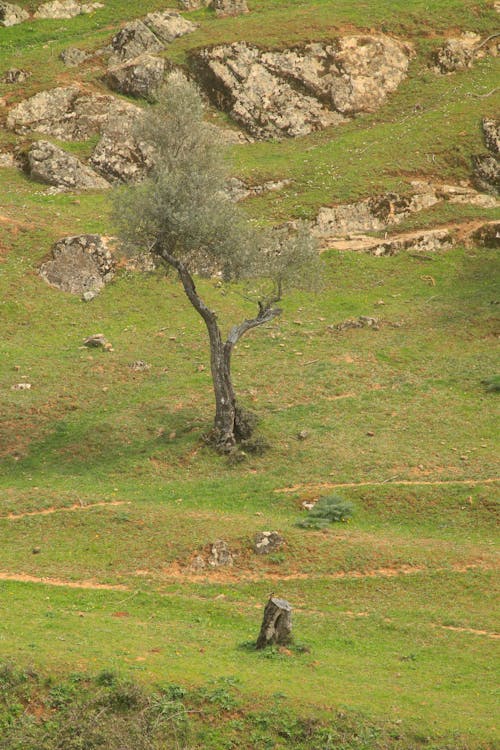 Free stock photo of andalusia, hill side, olive tree