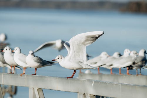 Close-up of Seagulls Sitting on the Railing 
