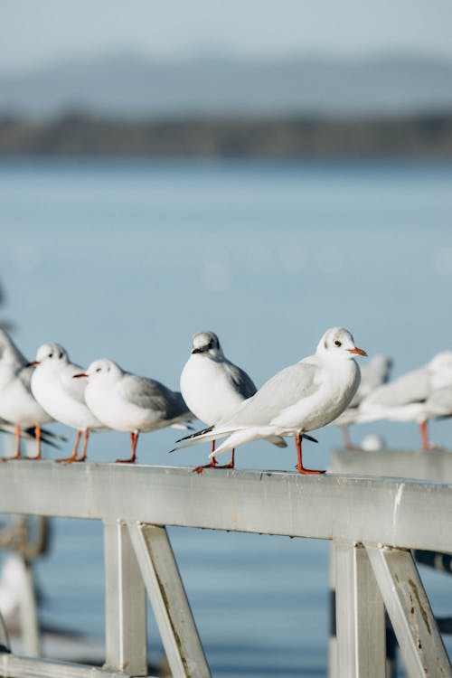 Close-up of Seagulls Sitting on a Pier Railing 