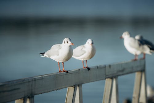 Seagulls on Wooden Railing