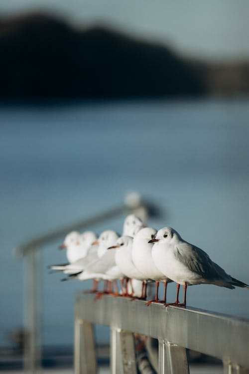 Close-up of Seagulls Sitting on a Pier Railing