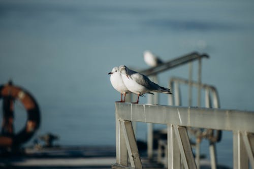 Seagulls on Metal Railing
