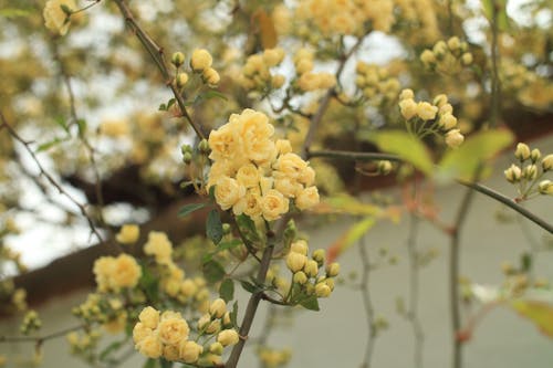 Imagine de stoc gratuită din a închide, crengi, flori galbene