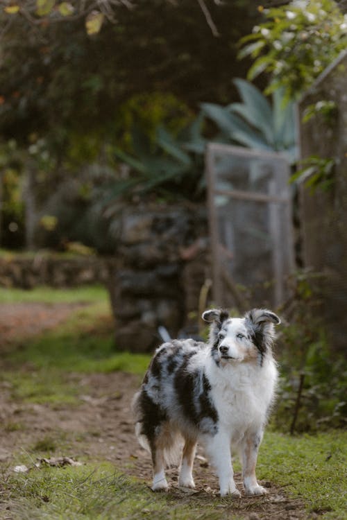 Immagine gratuita di animale domestico, cane, carino