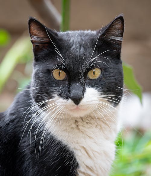 Portrait of a Black and White Cat 
