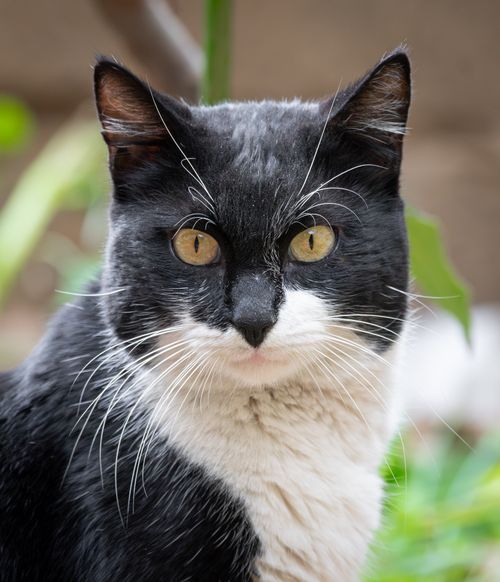 Free Adorable black and white cat with yellow eyes staring in a close-up portrait. Stock Photo