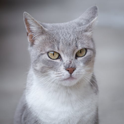 Portrait of a Gray and White Cat