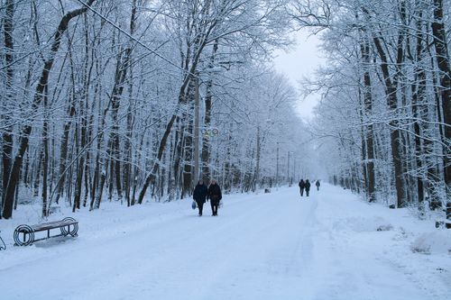 Free People walking along a snowy path surrounded by winter trees. Stock Photo