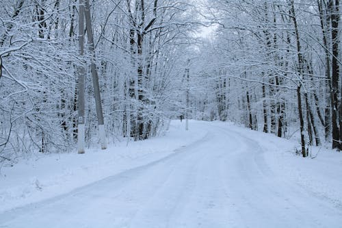 A snowy road in the woods with trees
