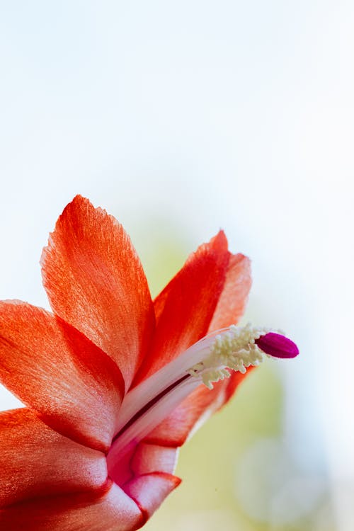 bitki fotoğrafçılığı, çiçek, etli bitkiler içeren Ücretsiz stok fotoğraf