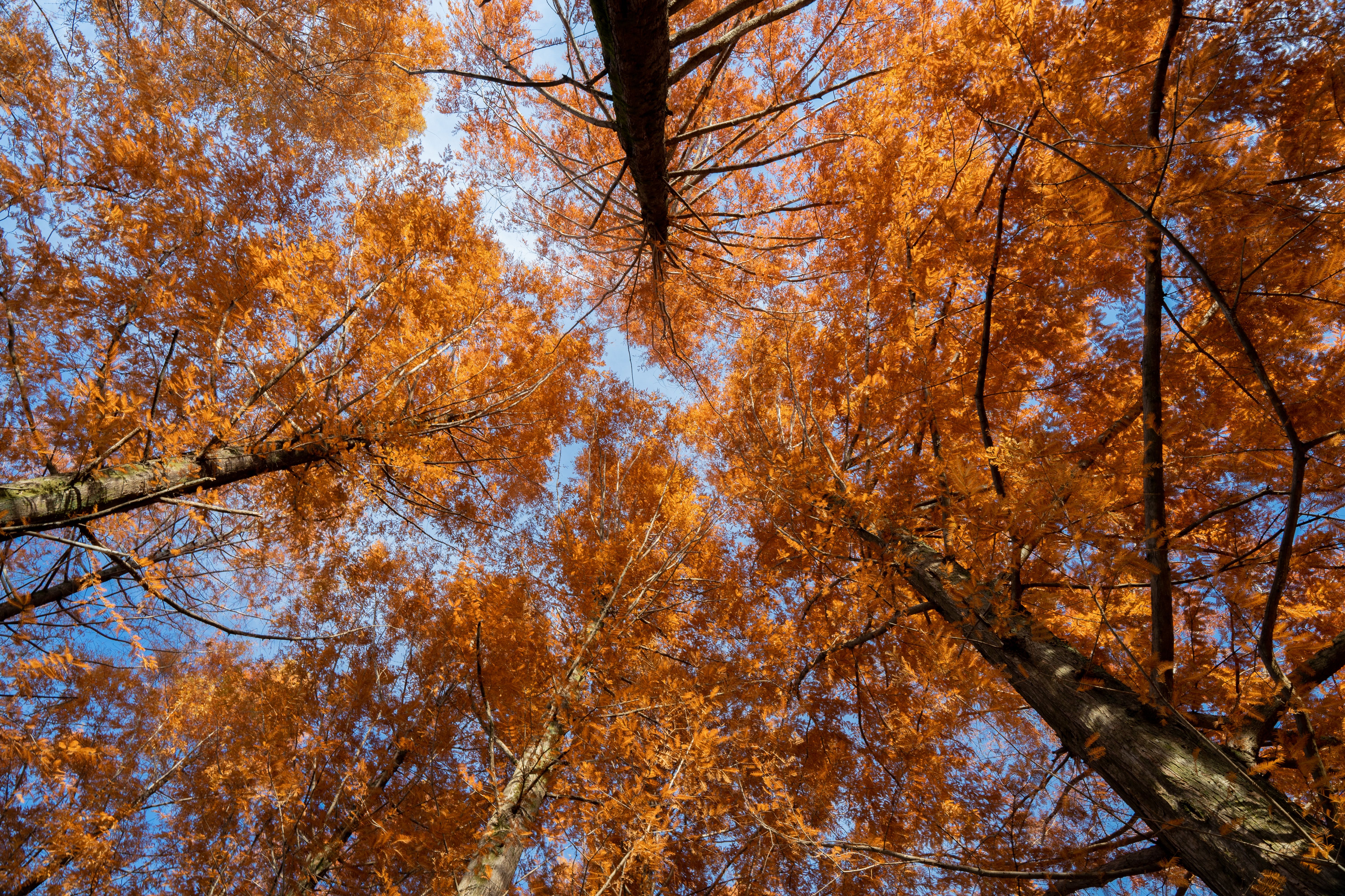Stunning view of orange fall leaves in a forest in Iruma, Japan, under blue sky.
