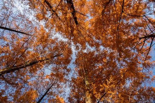 Foto profissional grátis de árvores, brilhante, céu azul