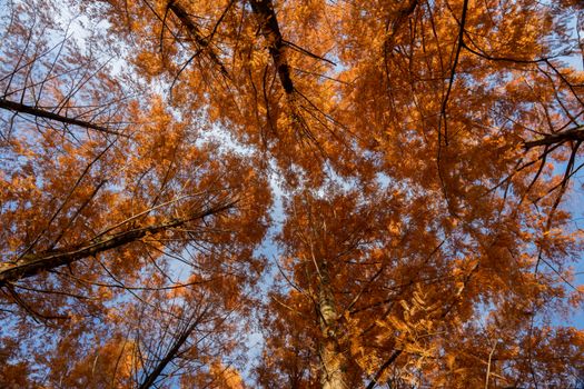 Low angle view of vivid orange autumn leaves against a clear blue sky in Iruma, Saitama, Japan.