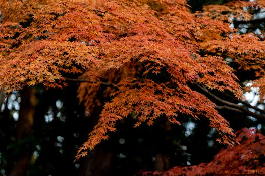 Beautiful autumn leaves of a Japanese maple tree in Hanno, Saitama, Japan.