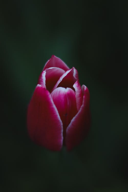 Ảnh lưu trữ miễn phí về bắn dọc, cánh hoa, hoa tulip