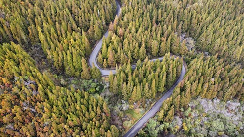 Curvy Road in Forest