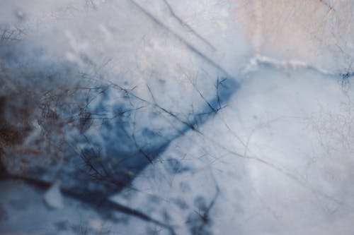 Close-up of Trees Reflecting in a Frozen Water Surface