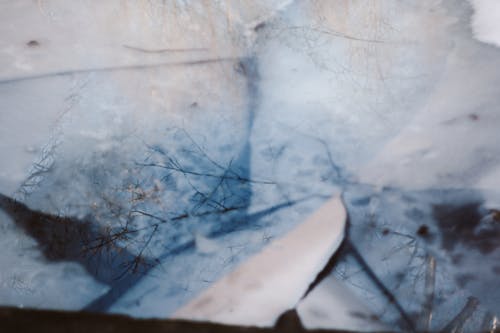 Close-up of Trees Reflecting in a Frozen Water Surface 