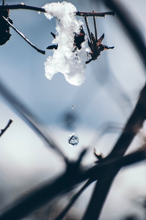przyroda, 겨울, 계절의 무료 스톡 사진
