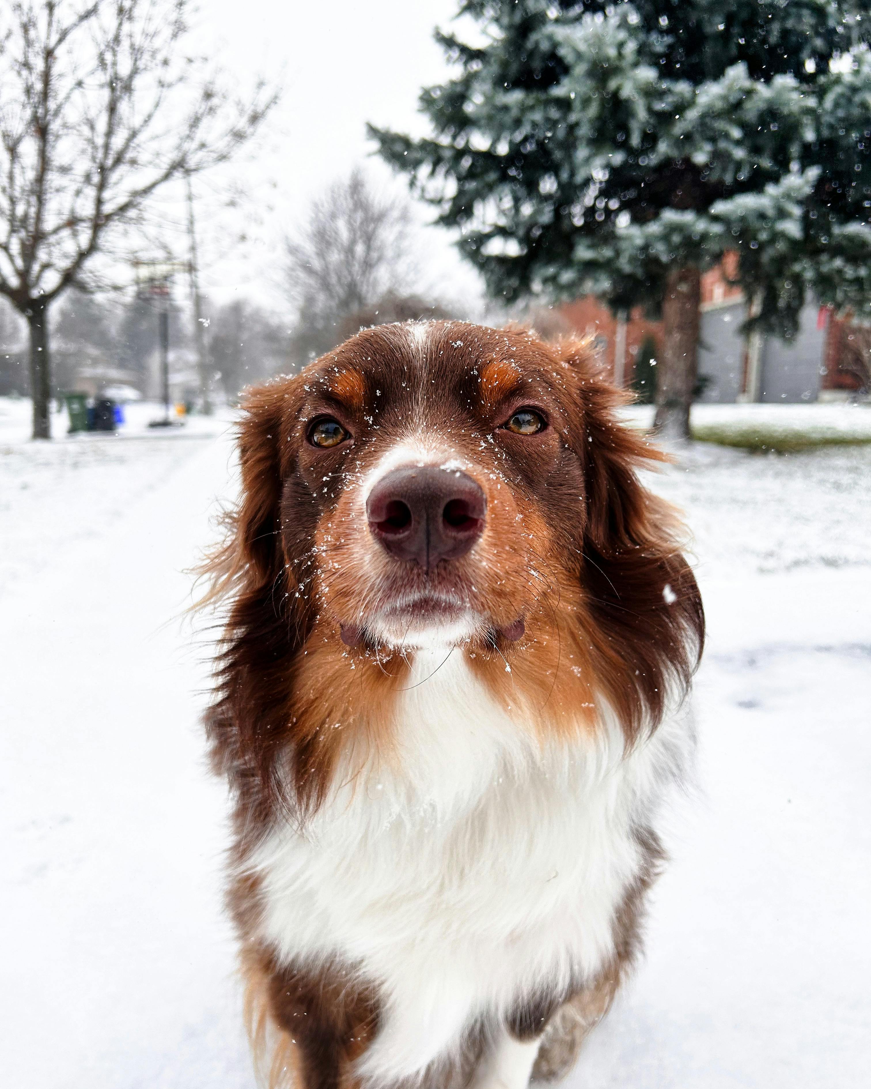 Close-up of an Australian Shepherd outdoors in snowy Canada during winter.