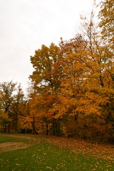 Vibrant autumn trees in a Toronto park with fallen leaves