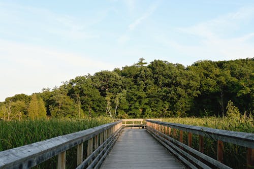 Wooden Boardwalk Leading through Reeds to a Forest