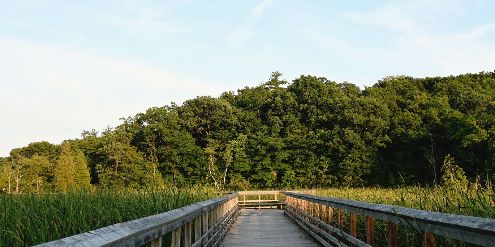 A wooden boardwalk leading through green wetlands