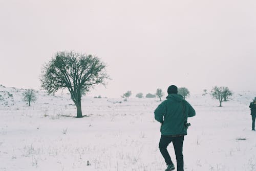 Бесплатное стоковое фото с дерево, зима, поле