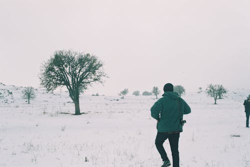 Kostenloses Stock Foto zu baum, feld, kalt