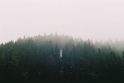 Free A captivating view of a forest shrouded in mist, creating a serene natural landscape. Stock Photo