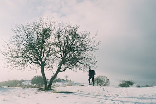Immagine gratuita di albero, campo, freddo