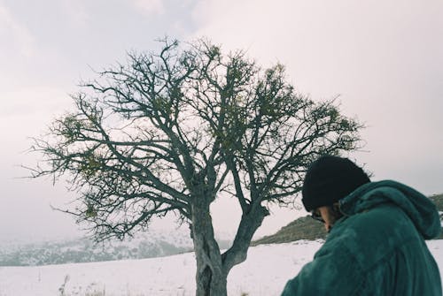 Бесплатное стоковое фото с верхняя одежда, горы, дерево