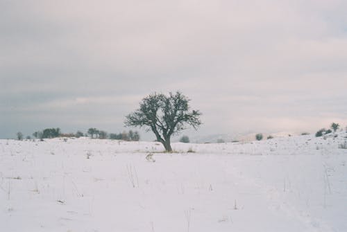 Leafless Tree in a Field Buried in Snow