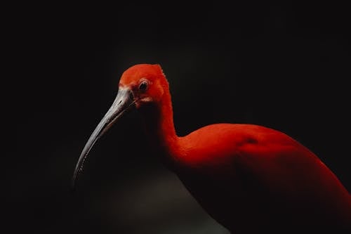 Red Ibis on Black Background