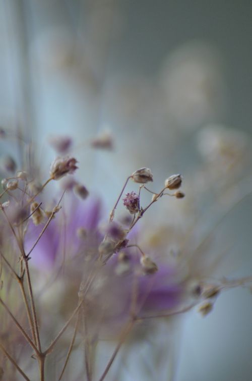 Free Soft focus image of dried flowers with a gentle and serene ambiance. Stock Photo