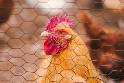 動物攝影, 母雞, 籬笆 的 免費圖庫相片