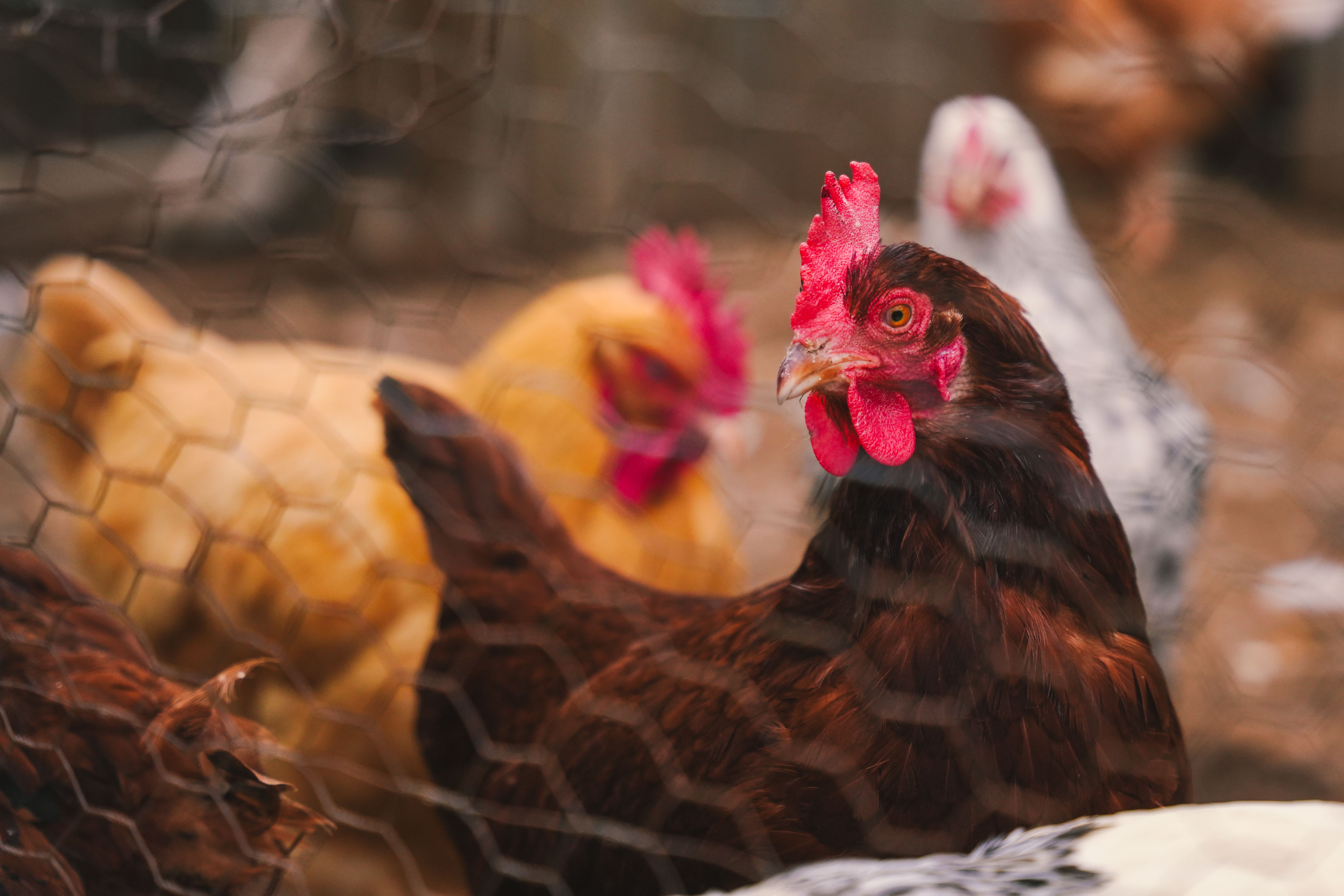 Colorful hens inside a fenced backyard chicken coop
