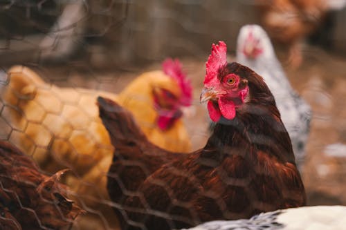 Foto stok gratis avians, burung-burung, gallus gallus domesticus