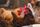 chicken farm