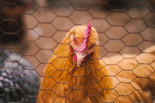 Foto stok gratis ayam, ayam betina, binatang peternakan