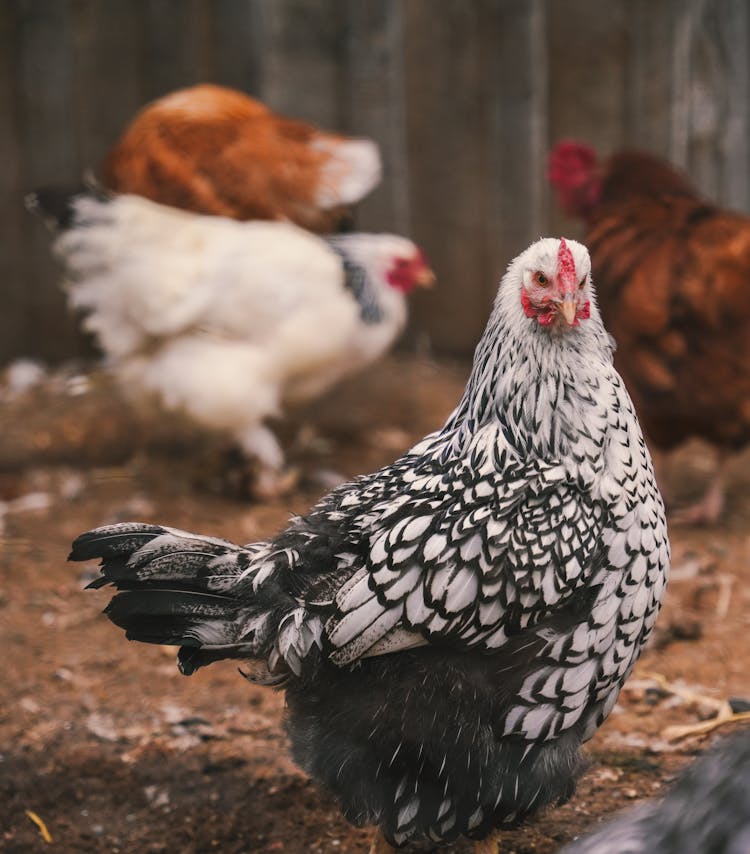 White Hen Bird