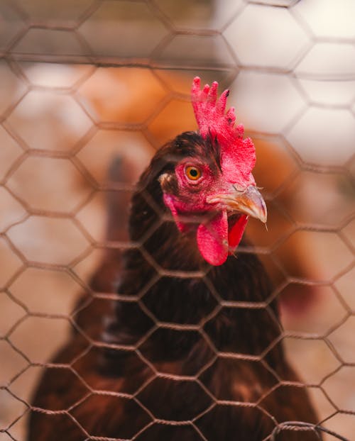 Foto stok gratis ayam betina, bersih, burung