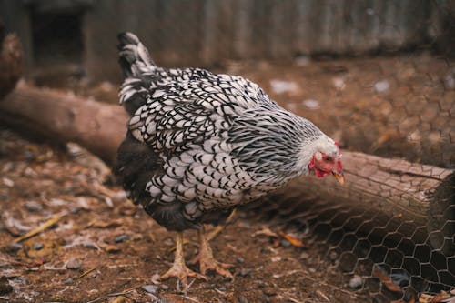 Foto stok gratis ayam betina, bangsa burung, burung