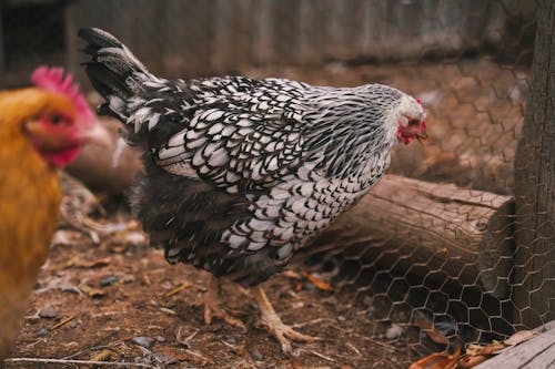 Close-up of Chickens on a Farm 