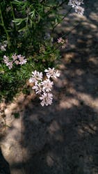 Reducing Anxiety in Dogs and Cats