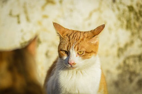 고양이, 고양잇과 동물, 눈의 무료 스톡 사진