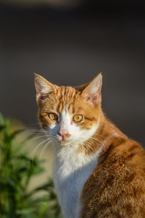 Free Elegant portrait of a ginger and white cat outdoors with sunlight highlighting its features. Stock Photo
